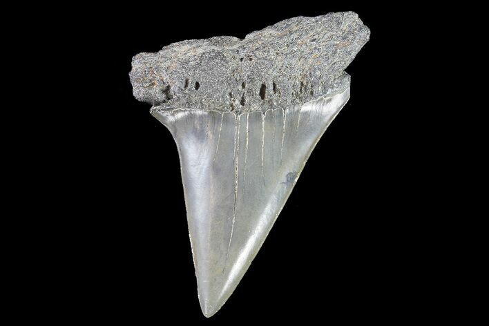 Huge Fossil Mako Shark Tooth - South Carolina #72833